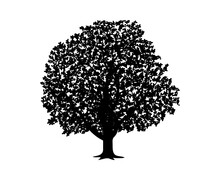 Vector Silhouette Of Walnut Tree. Isolated Vector Silhouette Of Walnut Tree On A White Background.