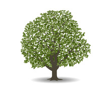 Vector Drawing Of Walnut Tree. Isolated Vector Illustration Of Walnut Tree On A White Background.
