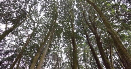 Wall Mural - Low angle view of the forest canopy