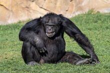 Old And Quiet Chimpanzee Sitting On The Grass With One Arm On The Knee. Pan Troglodytes