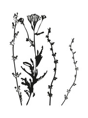 Aufkleber - Botanical illustration. Vector silhouette of a plant, branch, twig, grass, herb or flower. Isolated black drawing on white background.