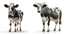 Two Black And White Cows Isolate On White Background.. Generative AI