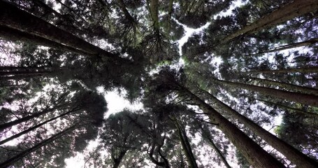 Sticker - Looking up at the forest in alishan national forest recreation area