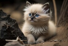 Such A Cute Native Thai Kitten!. Generative AI