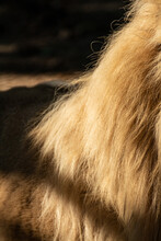 Lion Sunny Fluffy Mane Fur Coat Close-up With Dark Background. Big Cat Long Yellow Fur