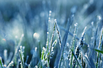 Wall Mural - Close up frozen ice on grass