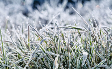 Wall Mural - Frost on the plants. Ice grass. Beautiful winter background