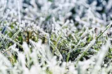 Canvas Print - Frost on the grass background