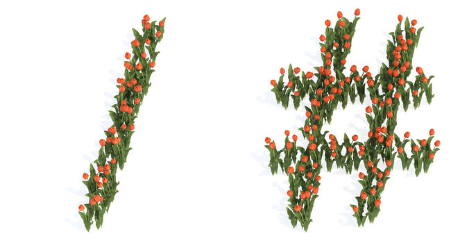onceptual set of beautiful blooming tulip bouquets forming the division slash and hash signs. 3d illustration metaphor for education, design and decoration, romance and love, nature, spring or summer.