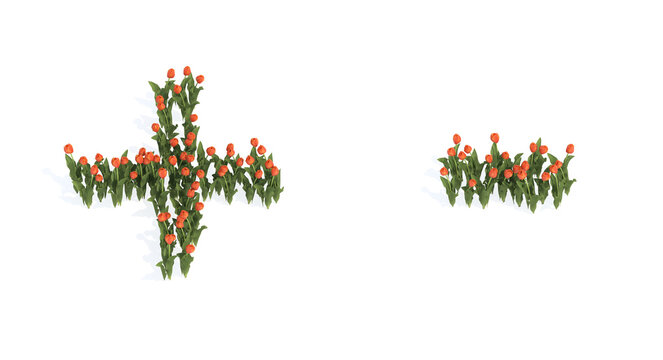 Conceptual set of beautiful blooming tulip bouquets forming the plus and minus signs. 3d illustration metaphor for education, design and decoration, romance and love, nature, spring or summer.