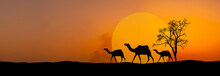 Panorama  Silhouette Three Camel At Sunset  And Big Sun On The Dunes Of The Thar Desert. Jaisalmer, India.South Asia.