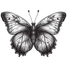 Hand Drawn Engraving Pen And Ink Butterfly Vintage Vector Illustration