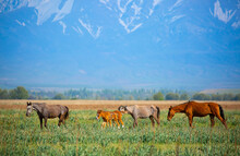 Horse And Newborn Foal On The Background Of Mountains, A Herd Of Horses Graze In A Meadow In Summer And Spring, The Concept Of Cattle Breeding, With Place For Text.