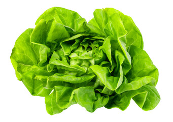 Canvas Print - green butter lettuce on transparent background. png file