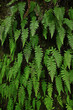 Eine Felswand ist bewachsen mit grünen Farnblätter