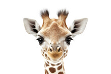 Safari Animal Baby Portrait. Generative AI Illustration