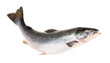 Salmon fish isolated on white without shadow with clipping path