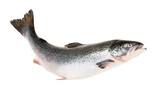 Fototapeta  - Salmon fish isolated on white without shadow with clipping path