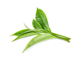 Poster - green tea leaf isolated on white