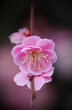 啓蟄の神秘的な梅　Close-up Of Cherry Blossoms In Spring