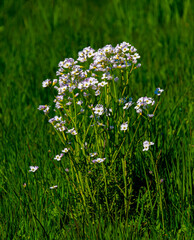 Wall Mural - the grass has turned green and the plants are starting to thrive in the warmth of the spring sun. sp