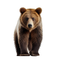 grizzli bear isolated on transparent and white background. generative ai