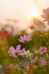 Wall Mural - Pink cosmos flower in the garden with sunset time