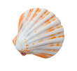 © PotPixel - seashell isolated on transparent background