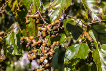 Japanese grape tree or Japanese grape, Hovenia dulcis loaded with fruits in a farm in Brazil