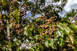 © AlfRibeiro - Japanese grape tree or Japanese grape, Hovenia dulcis loaded with fruits in a farm in Brazil