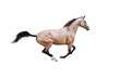 Dun coat wild horse galloping. It isolated on white background