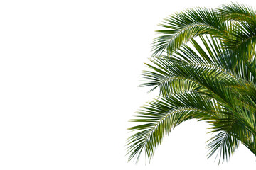 Canvas Print - lush green curved palm leaves isolated on transparent background overlay texture