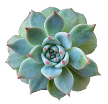 Succulent Isolated	Top View 

