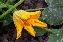 Large Yellow Zucchini Flower With An Ovary In Droplets After Rain In The Vegetable Garden. New Harvest. Summer. Locally Grown. Selective Focus, Defocus