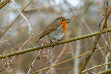 Wall Mural - cute robin singing perched on a branch with a blurred background