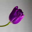 Ultraviolet tulip flower. Beautiful Purple tulip with copy space. Close up water drops on purple tulip. Postcard, congratulation, spring holidays. 