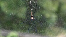 Tripod Shot Of A Golden Orb Weaver Spider (Nephila Pilipes) Sitting In The Centre Of The Web On Sunny Day. Thailand.
