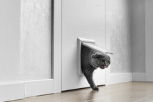 Cat Passing Through The Cat Door At Home