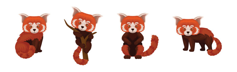 Wall Mural - Cute Red Panda as Rare Pet from Zoo in Different Pose Vector Set