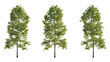Set of large trees sycamore platanus trees isolated png on a transparent background perfectly cutout