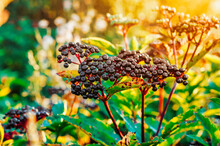 Tassels Of Black Elderberry Berries On The Background Of Bright Light In The Forest