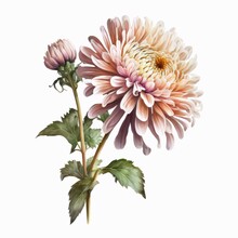 Light Pink Chrysanthemum Flower Isolated On White Background. Watercolor Illustration Of A Single Beautiful Pink Flower. Generative AI Art.