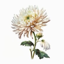 Chrysanthemum Flower Isolated On White Background. Watercolor Illustration Of A Single Beautiful White Chrysanthemum . Generative AI Art.