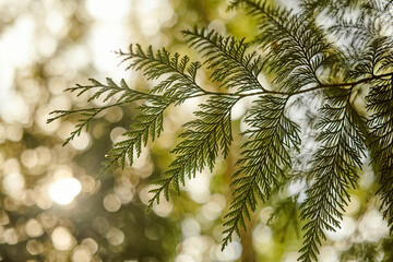 Western red cedar tree branch foliage close up with green bokeh forest background, beautiful evergreen coniferous tree in public park. Western redcedar branch copy space background pacific giant cedar