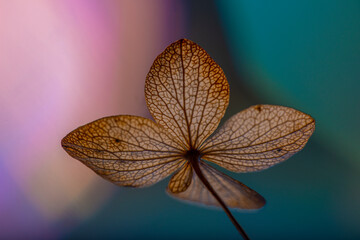 Canvas Print - bokeh background and hydrangea flower skeleton with veins and cells - macro photograph