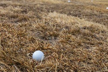 Golf ball lying on the dry grass