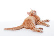 Lying ginger kitten on a white background