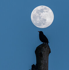 Wall Mural - Full moon of March 2023 in different situations!