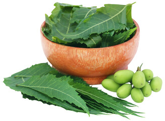 Wall Mural - Medicinal neem fruits with leaves in a bowl