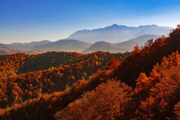 Wall Mural - Amazing mountain autumn landscape with colorful vivid trees, mountains panorama. Natural outdoor travel background. Fall forest in Carpathian mountains. Warm light over majestic yellow trees